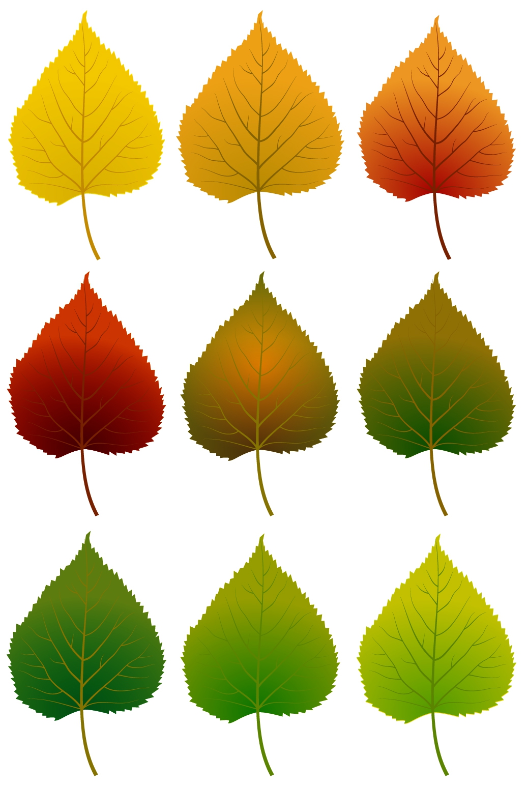 Leaves